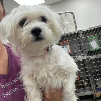 Murph -  Mixed Breed Dog for Adoption in Fredericksburg, Virginia - Murph | PetCurious