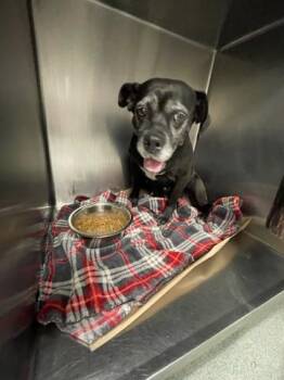 SHIRLEY MULDOUNEY -  Mixed Breed Dog for Adoption in West Palm Beach, Florida - SHIRLEY MULDOUNEY | PetCurious
