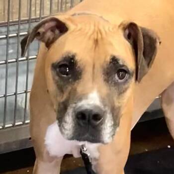 Sparco -  Mixed Breed Dog for Adoption in Cincinnati, Ohio - Sparco | PetCurious