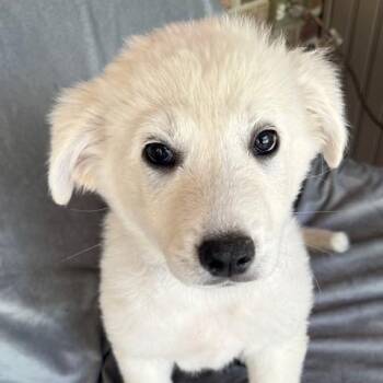 Great Pyrenees and Yellow Labrador Retriever Dogs Available for Adoption - Barqs Fizz | PetCurious