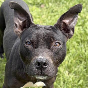 Terrier Dogs Available for Adoption in Jefferson, Wisconsin - Aloka  | PetCurious