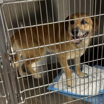 Chester -  German Shepherd Dog and Mixed Breed Dog for Adoption in Greensboro, North Carolina - Chester | PetCurious