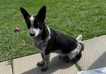 Rescue Australian Cattle Dog Blue Heeler Dogs for Adoption in Gouverneur, New York - Shorty | PetCurious