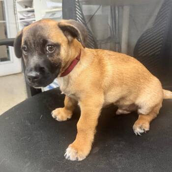 Shepherd Dogs Available for Adoption - Hades | PetCurious