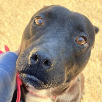 Freya -  American Staffordshire Terrier Dog for Adoption in Greenville, South Carolina - Freya | PetCurious