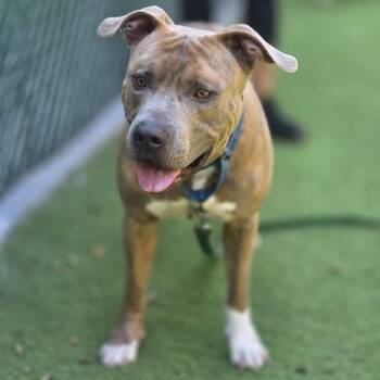 Rescue Mixed Breed Dogs for Adoption in Bangall, New York - Bennett | PetCurious