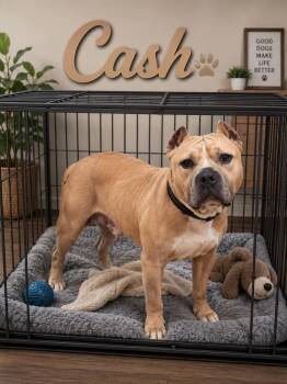 Cash -  Pit Bull Terrier Dog for Adoption in Tulsa, Oklahoma - Cash | PetCurious