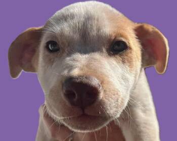Rescue Hound and Pit Bull Terrier Dogs for Adoption in Savannah, Georgia - Diamond | PetCurious