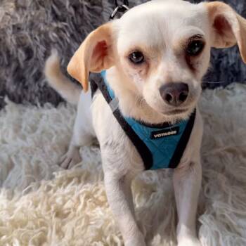 Rescue Chihuahua and Terrier Dogs for Adoption in San Diego, California - Lana | PetCurious
