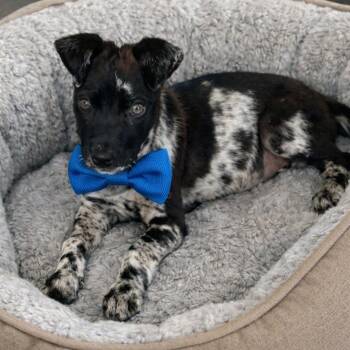 American Staffordshire Terrier and Catahoula Leopard Dog Dogs Available for Adoption in Crosby, Texas - Cinco | PetCurious