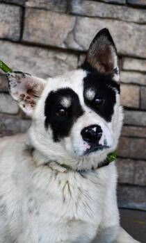 Pit Bull Terrier and Cocker Spaniel Dogs Available for Adoption in Yakima, Washington - Luffy | PetCurious