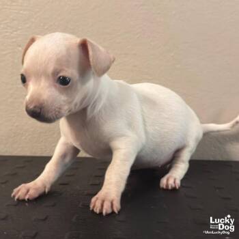 Darcy -  Chihuahua Dog for Adoption in Washington, District Of Columbia - Darcy | PetCurious