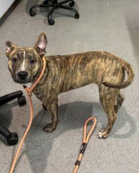 Mixed Breed Dogs Available for Adoption in West Chester, Pennsylvania - Dharma | PetCurious