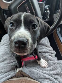 Terrier Dogs Available for Adoption - Tippy | PetCurious