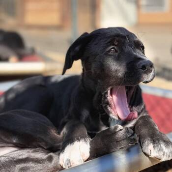 Yoshi -  Pit Bull Terrier and Rottweiler Dog for Adoption in Portland, Oregon - Yoshi | PetCurious