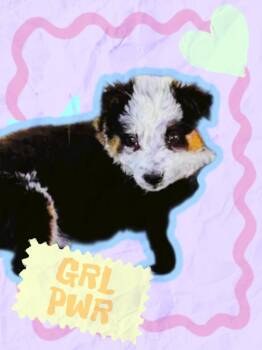 Border Collie and Mixed Breed Dogs Available for Adoption in Evergreen, Colorado - Mona | PetCurious