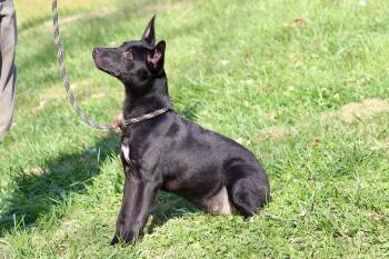 Rescue Mixed Breed Dogs for Adoption in Brazil, Indiana - BOO | PetCurious