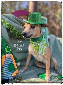 Chihuahua Dogs Available for Adoption - Professor Beans | PetCurious