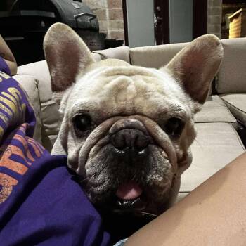 Rescue French Bulldog Dogs for Adoption in Baytown, Texas - Bruno | PetCurious