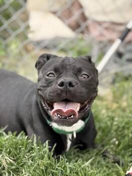 Graig -  Boston Terrier and Staffordshire Bull Terrier Dog for Adoption in Pocatello, Idaho - Graig | PetCurious
