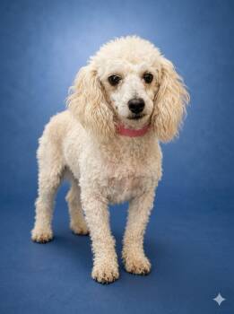 Bean 0415 -  Poodle Dog for Adoption in Boca Raton, Florida - Bean 0415 | PetCurious