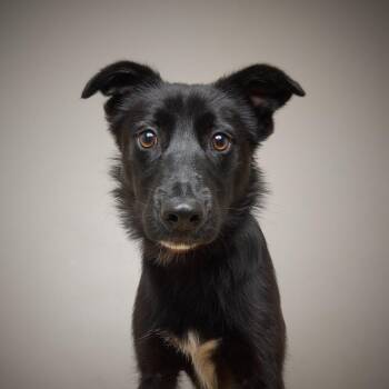 Cricket D69789 -  Border Collie and Australian Shepherd Dog for Adoption in Minnetonka, Minnesota - Cricket D69789 | PetCurious