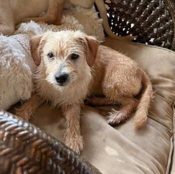 Labrador Retriever and Mixed Breed Dogs Available for Adoption in Broomfield, Colorado - Cosentinoe / Henry | PetCurious