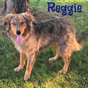 Reggie -  Mixed Breed Dog for Adoption in Joliet, Illinois - Reggie | PetCurious