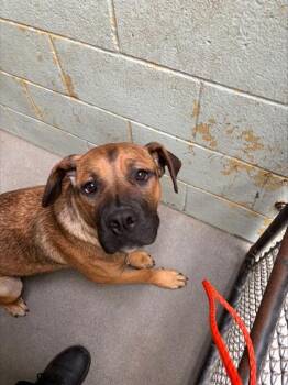 KATE -  Mastiff and Mixed Breed Dog for Adoption in Stockton, California - KATE | PetCurious