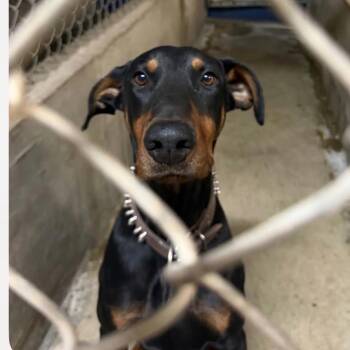 Dax -  Doberman Pinscher and Mixed Breed Dog for Adoption in Tacoma, Washington - Dax | PetCurious