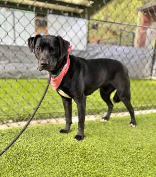 Midge -  Labrador Retriever and Mixed Breed Dog Available for Adoption in Ellijay, Georgia - Midge | PetCurious