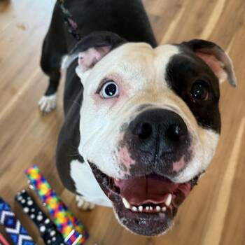 American Bulldog and American Bully Dogs Available for Adoption in Providence, Rhode Island - Cali | PetCurious