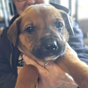 Shepherd and Mixed Breed Dogs Available for Adoption in Oakville, Washington - Bologna | PetCurious