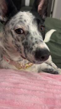 Australian Cattle Dog Blue Heeler and Mixed Breed Dogs Available for Adoption in Chattanooga, Tennessee - Heidi | PetCurious