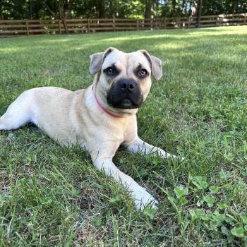 Butter -  Pug Dog for Adoption in Richmond, Virginia - Butter | PetCurious