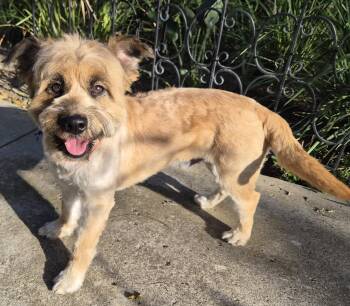 Jasper -  Wheaten Terrier Dog for Adoption in Los Angeles, California - Jasper | PetCurious