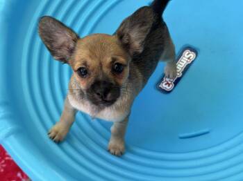 26Peg -  Chihuahua and Terrier Dog for Adoption in Shingle Springs, California - 26Peg | PetCurious