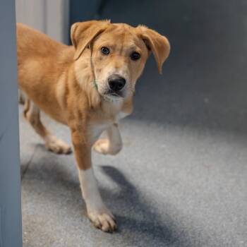 Labrador Retriever and Anatolian Shepherd Dogs Available for Adoption - Amora | PetCurious