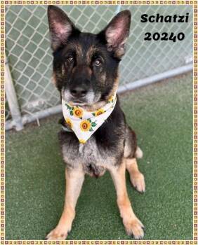 SCHATZI -  German Shepherd Dog Dog for Adoption in Marietta, Georgia - SCHATZI | PetCurious