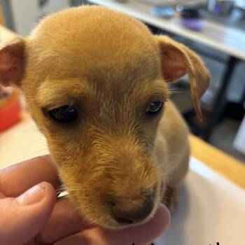 narwhal -  Mixed Breed Dog for Adoption in Bellingham, Washington - Narwhal | PetCurious