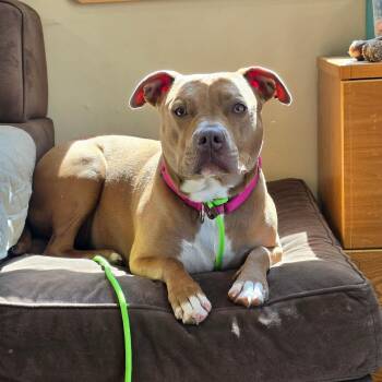 Murphy -  Labrador Retriever and Pit Bull Terrier Dog for Adoption - Murphy | PetCurious