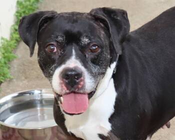 Rescue Pit Bull Terrier Dogs for Adoption in Euclid, Ohio - Grand | PetCurious