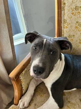 American Staffordshire Terrier Dogs Available for Adoption - Conner | PetCurious