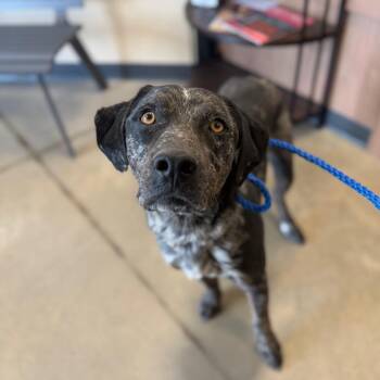 Catahoula Leopard Dog and Mixed Breed Dogs Available for Adoption in Cody, Wyoming - Davie | PetCurious