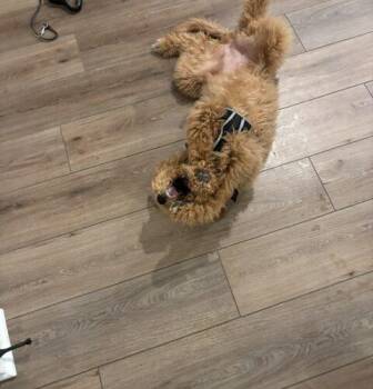 Goldendoodle Dogs Available for Adoption in Canal Winchester, Ohio - Sydney | PetCurious