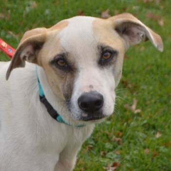 Rescue Mixed Breed Dogs for Adoption in Elk Grove Village, Illinois - Garth | PetCurious
