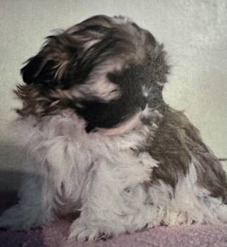 Shih Tzu Dogs Available for Adoption - Felicity  | PetCurious