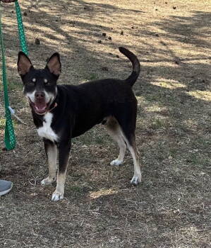 Rescue Cattle Dog Dogs for Adoption in Phoenix, Arizona - Nehi | PetCurious