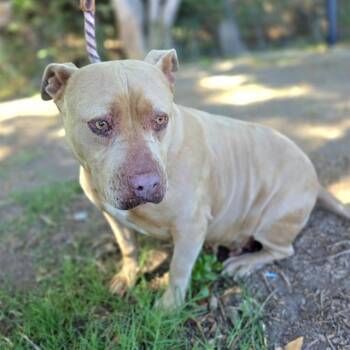 Rescue Pit Bull Terrier and Mixed Breed Dogs for Adoption in Long Beach, California - MARMALADE | PetCurious