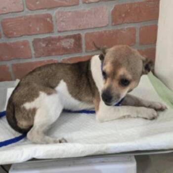 Chihuahua Dogs Available for Adoption in Park Row, Texas - Petey | PetCurious